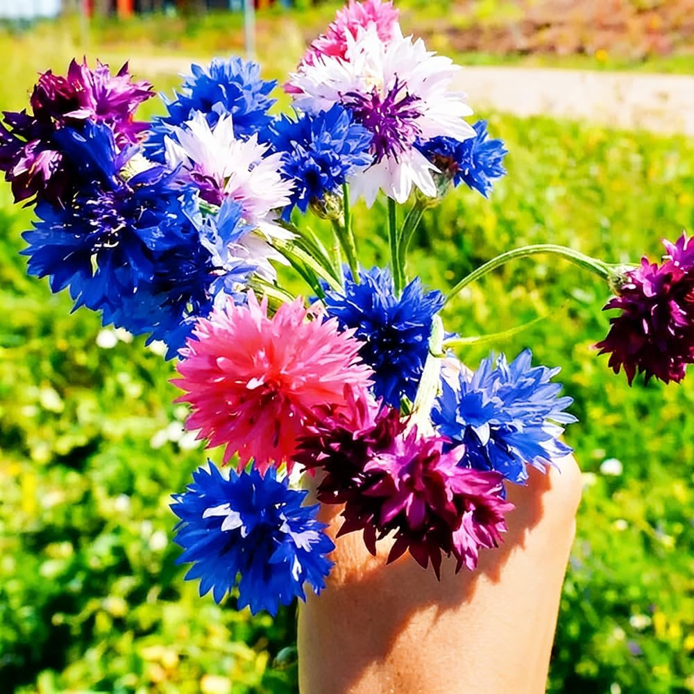 1008+ Dwarf Colorful Cornflower Seeds Perennial, Cornflower Seeds Mix for Planti