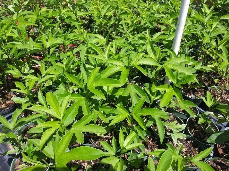 Passiflora Incarnata Maypop Live Plant – 5-10″ tall – Hardy Purple Blooming Vine
