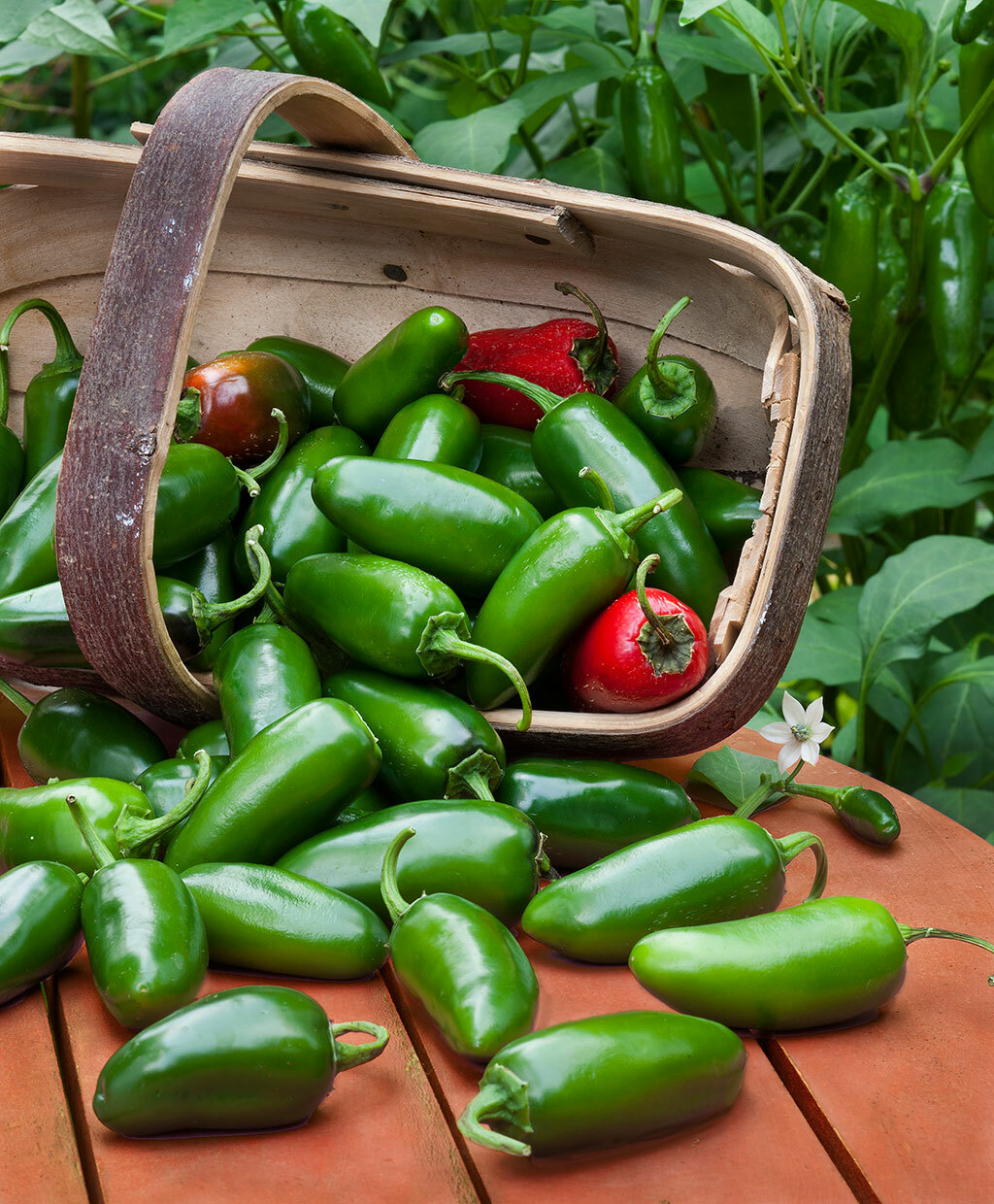 50 JALAPENO HOT PEPPER SEEDS FRESH HARVEST FOR GARDENS
