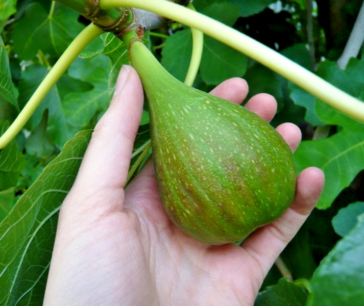10 desert king fig cuttings. hardy, large fruit