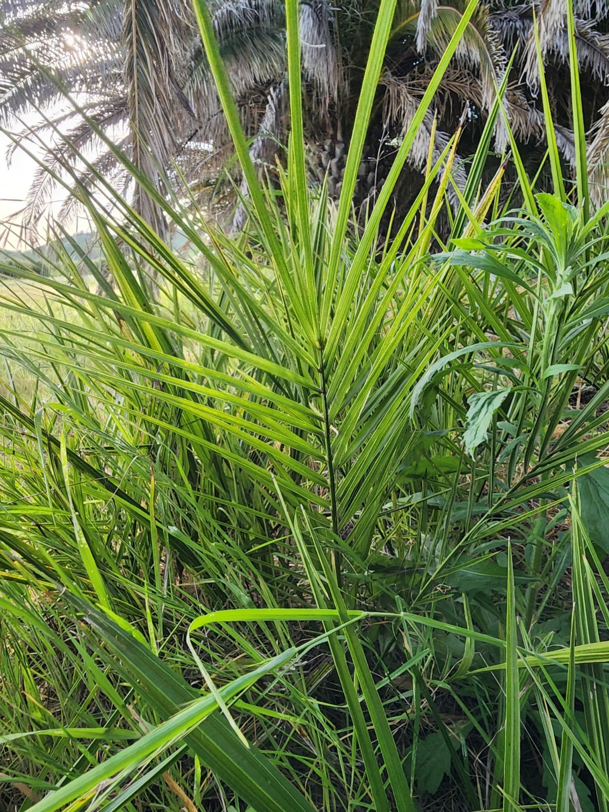 Canary Island Date Palm, Multi-Frond Saplings X 5