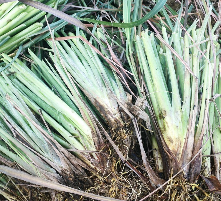 100+Lemongrass Seeds West Indian Culinary Herb perennial plant seeds USA