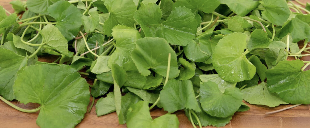 25 Gotu Kola Centella Asiatica Live Plant- Rau Ma Indian Pennywort Live Plant