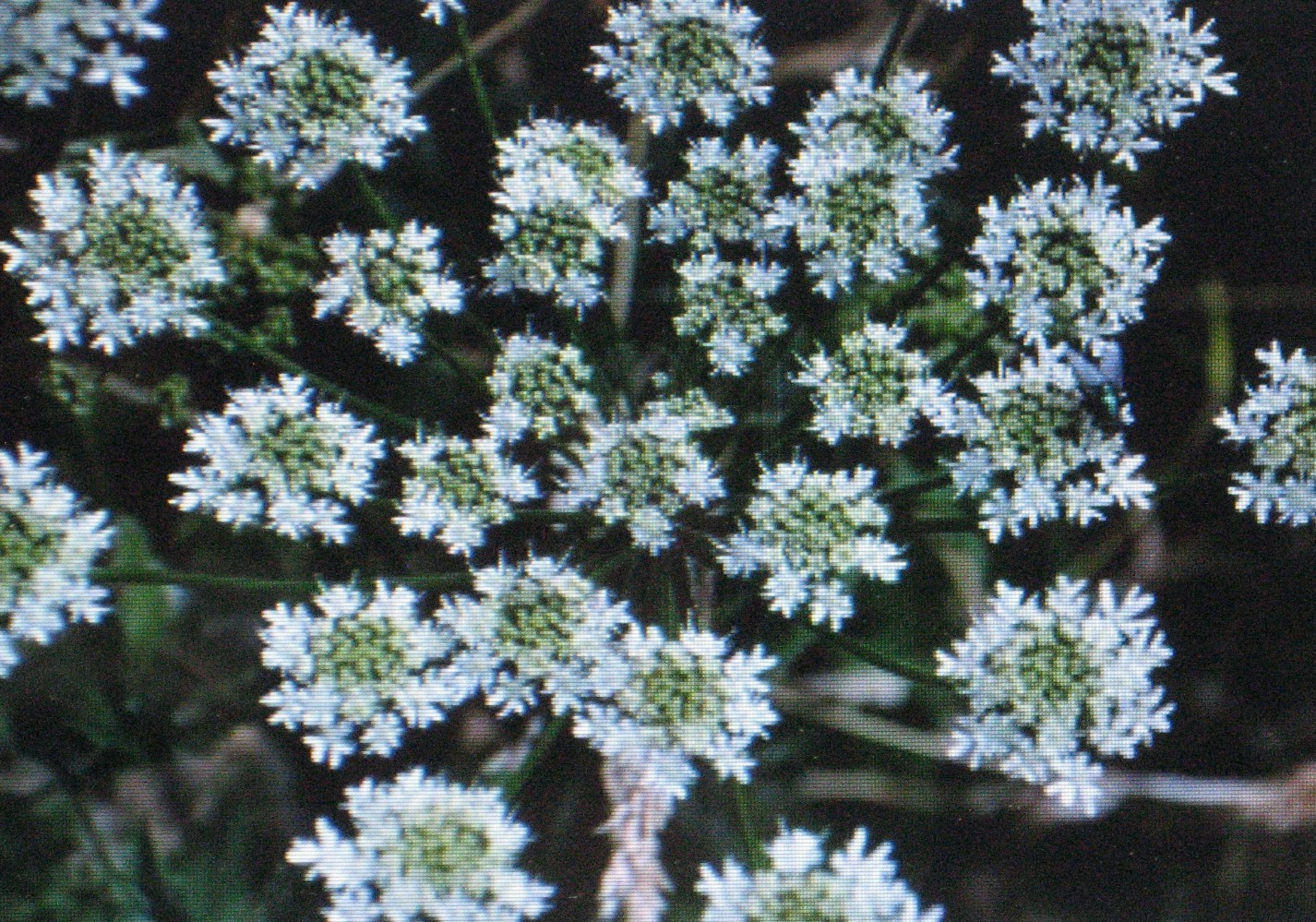CARAWAY HERB * HEIRLOOM* 100 SEEDS*
