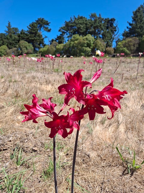 1 Amaryllis Belladonna RED Hybrid ~ Large Bulb bloomed 2021- not Hippeastrum