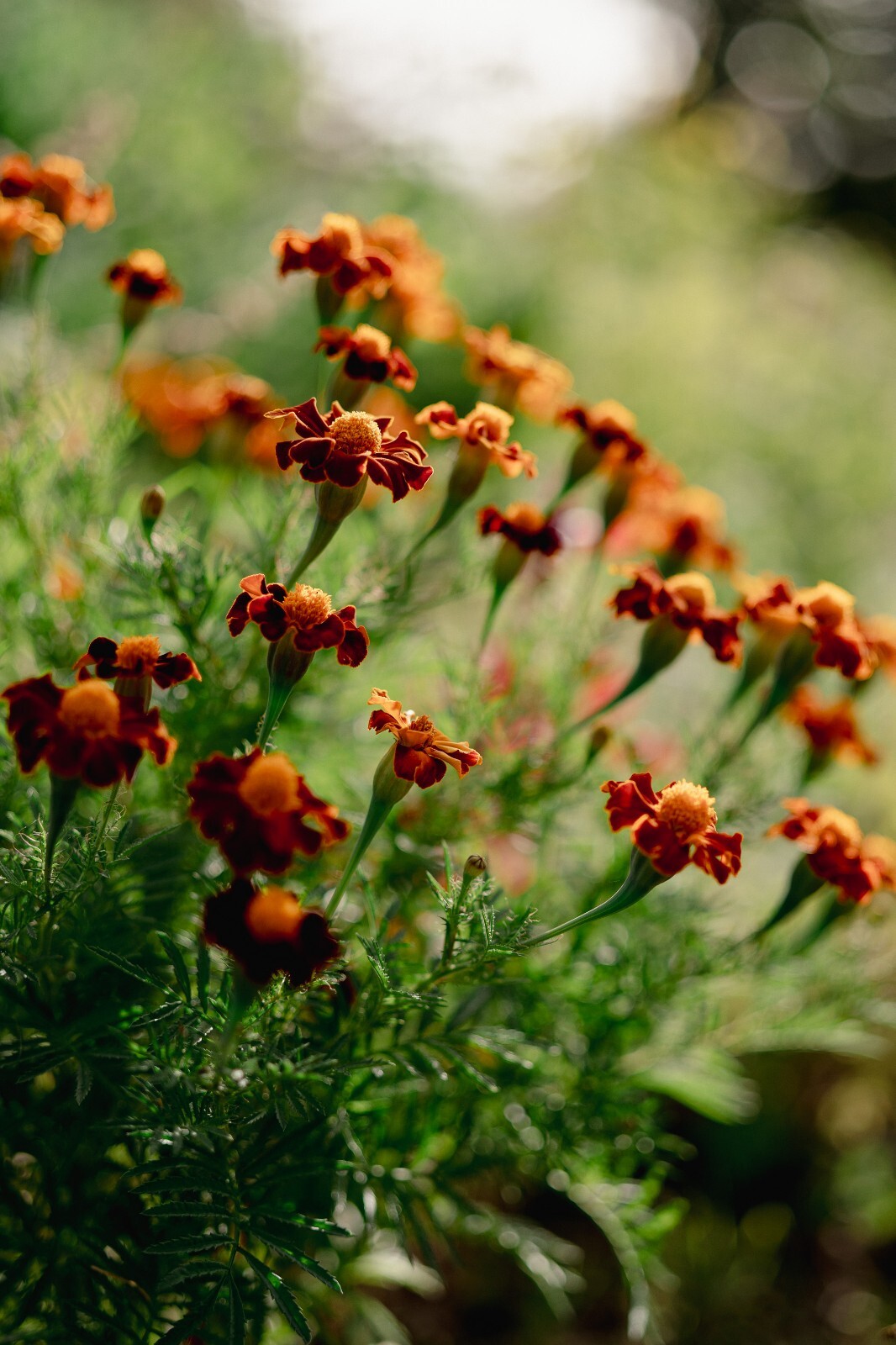Tashkent Marigold Flower Seeds, Heirloom Orange Halo Blossoms, Certified Organic