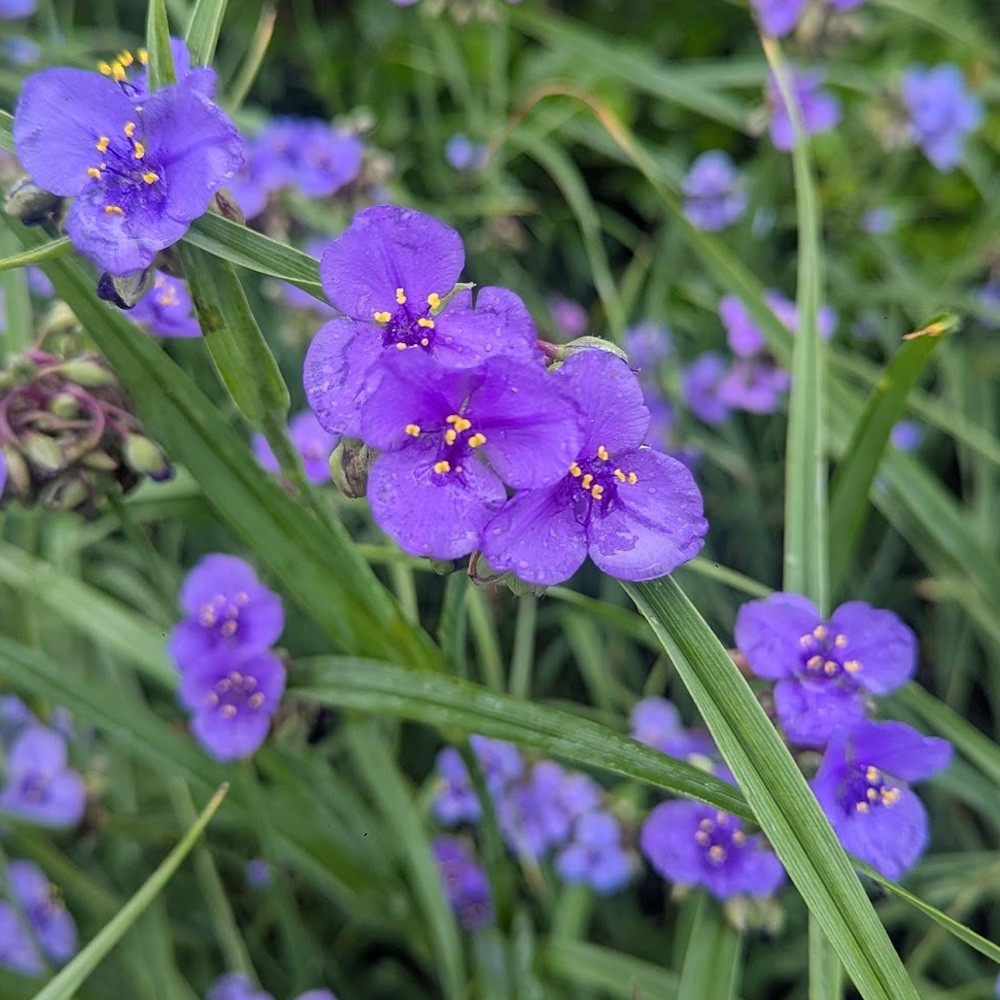 Ohio Spiderwort Wildflower Seeds, Bluejacket, Widow’s Tears, FREE SHIPPING