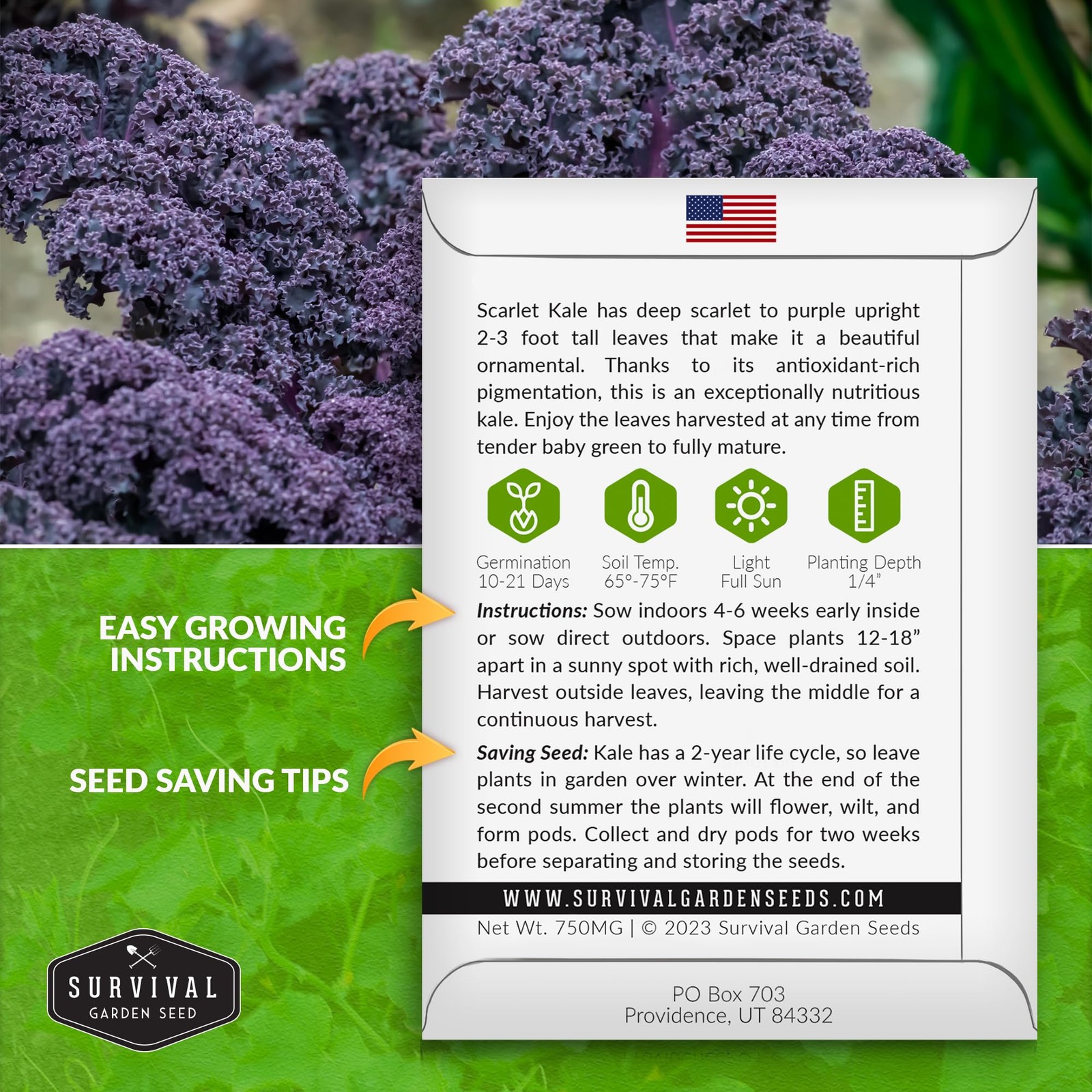 Scarlet Kale Seeds for Planting, Heirloom Purple Variety, 1 Pack