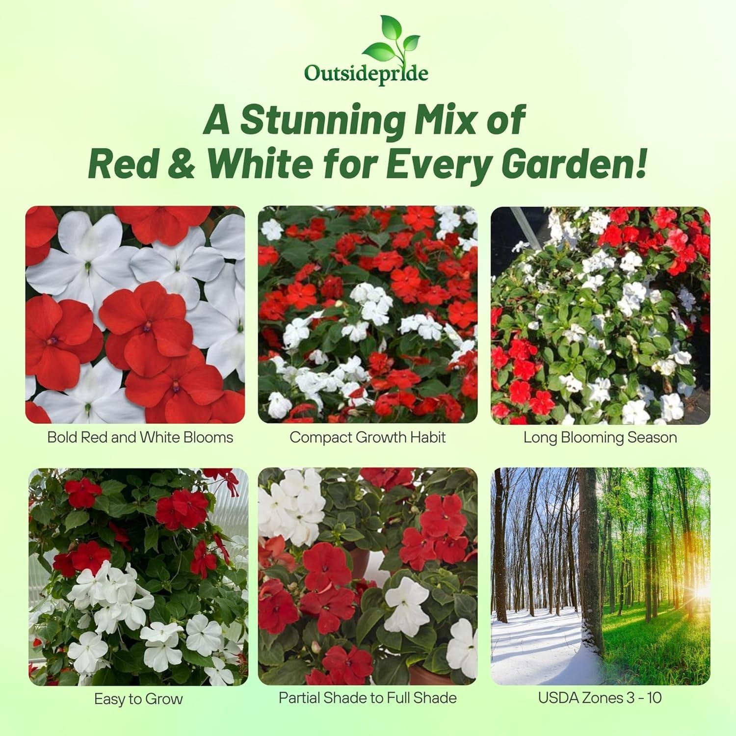 100 Seeds Red & White Impatiens Seed Mix