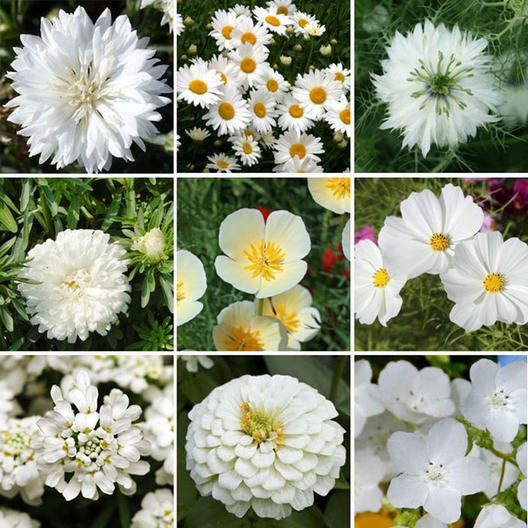 Wildflower Mix WHITE CLOUD 9 Heirloom Memory or Moon Garden Non-GMO 500+ Seeds!