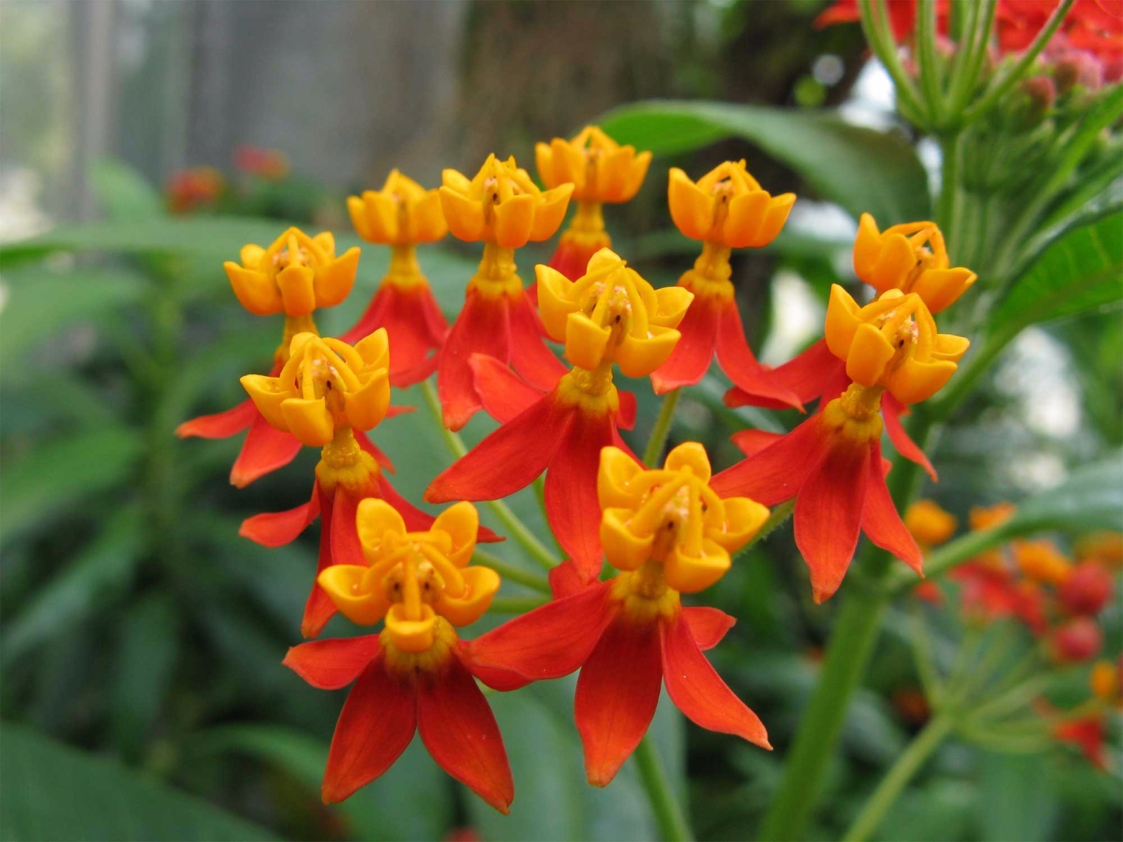 Asclepias curassavica | Blood Flower | 200-Seeds FREE SHIPPING