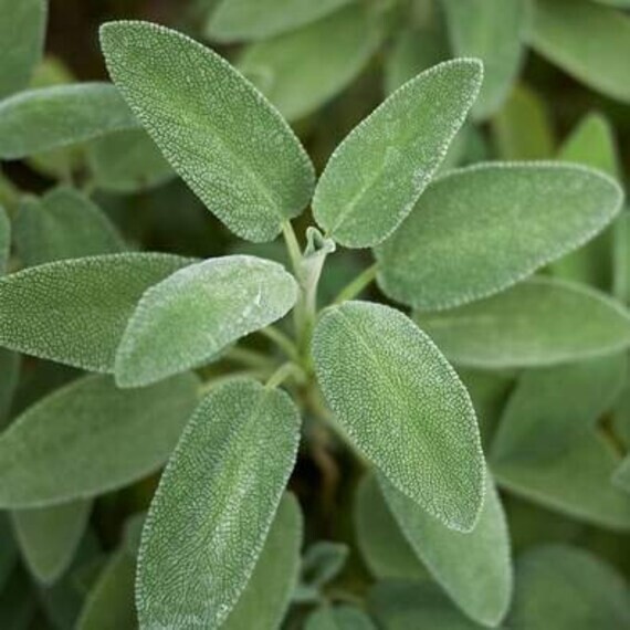 Italian Sage Seeds 50 Ct Salvia Officinalis Herb NON-GMO AROMA PERENNIAL USA