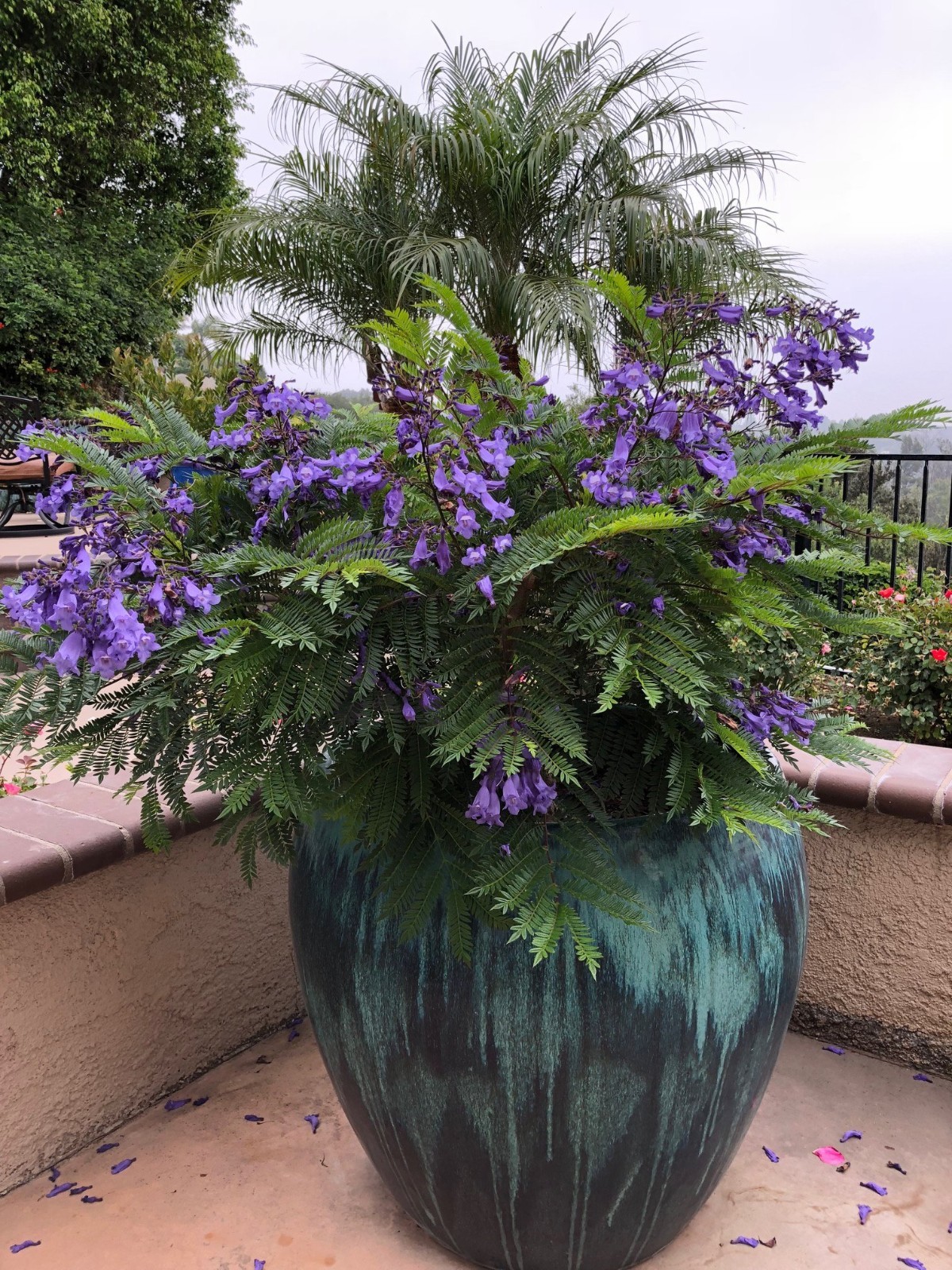 Jacaranda Mimosifolia Bonsai Tree Seeds (1,000 Seeds) + Growing Instructions