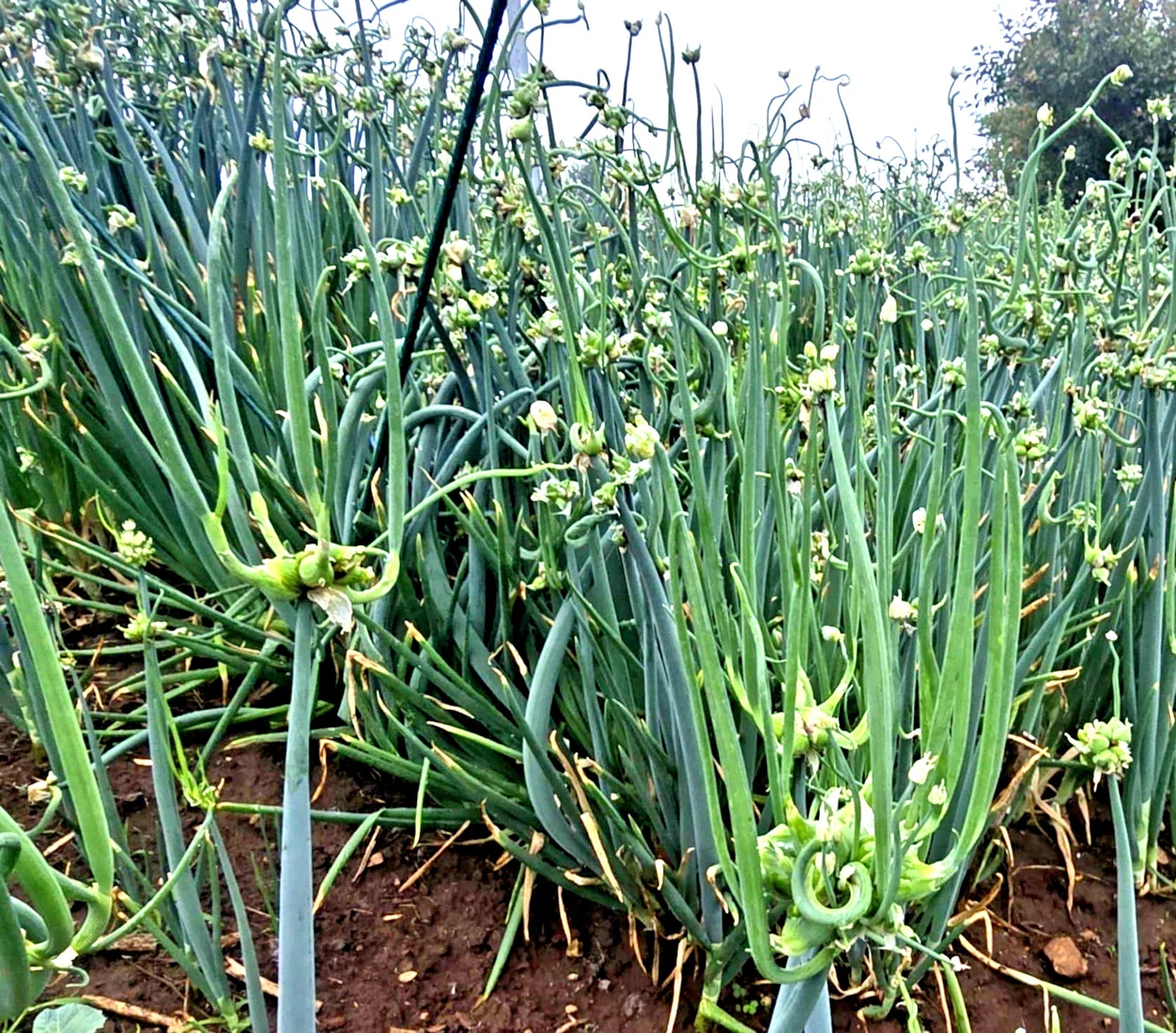 Perennial Egyptian Walking Onions Fresh Picked Sets Hardy 10 bulbs
