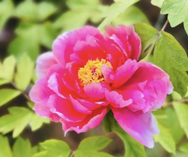 10 Deep red Large peony seeds, emitting a pleasant fragrance. Free shipping