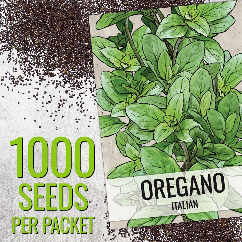 Italian Oregano (Origanum vulgare)
