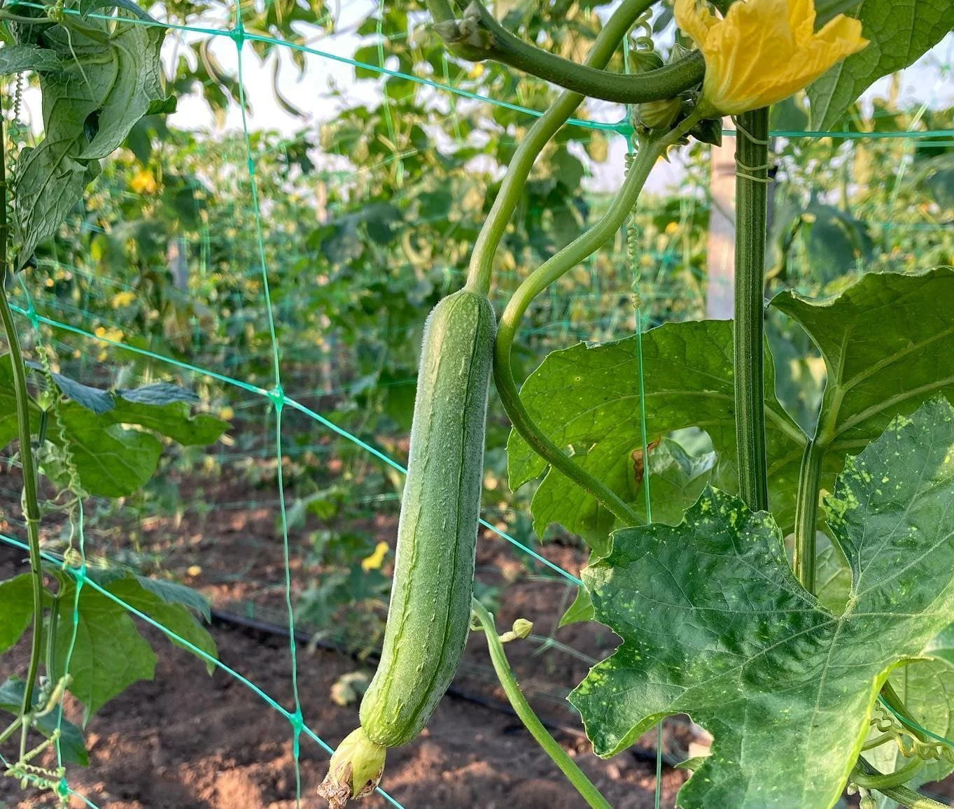 Dok Luffa Seeds | Smooth Sponge Gourd Loofah Snake Melon USA Asian Seed 2024