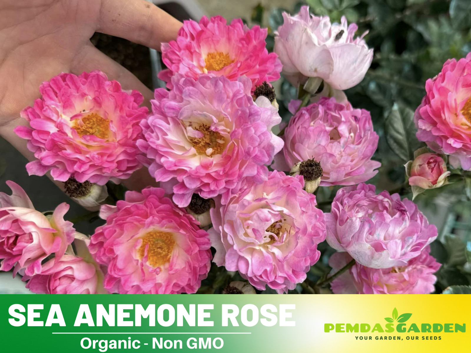 30+ Seeds| Sea Anemone Perennial Rose Seeds