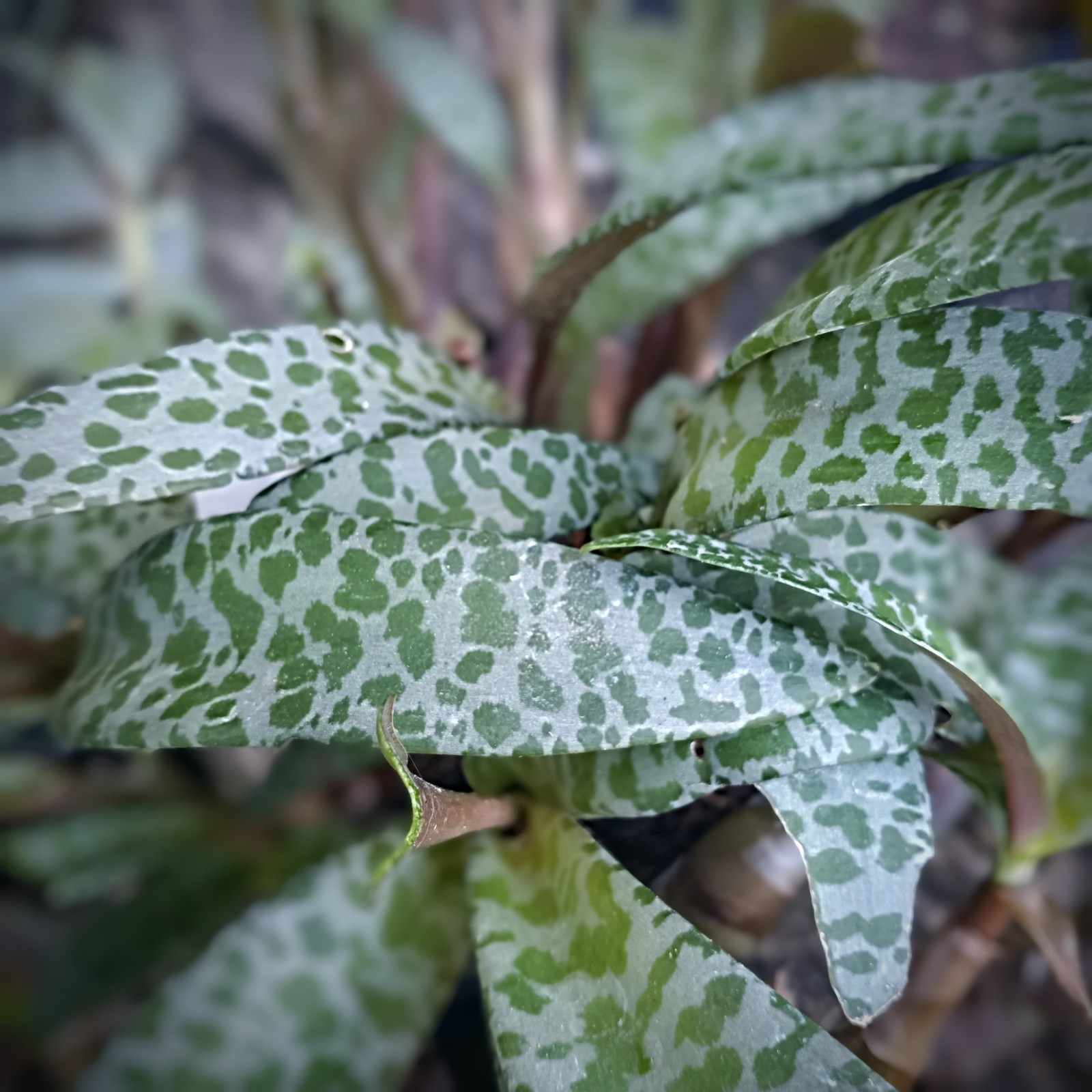 Silver Squill-SEEDS