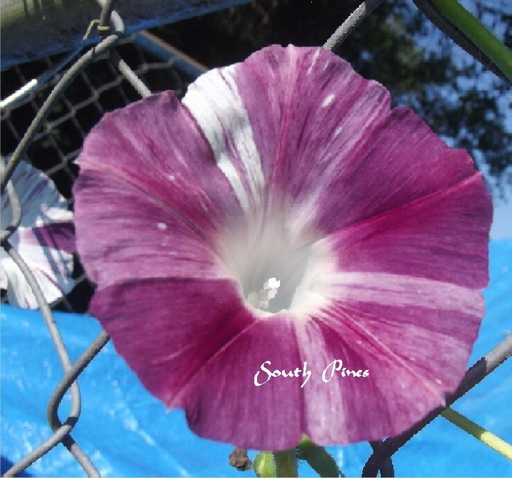 Valentine Morning Glory – ipomoea Pupurea – 10 seeds – AKA Blood Maroon