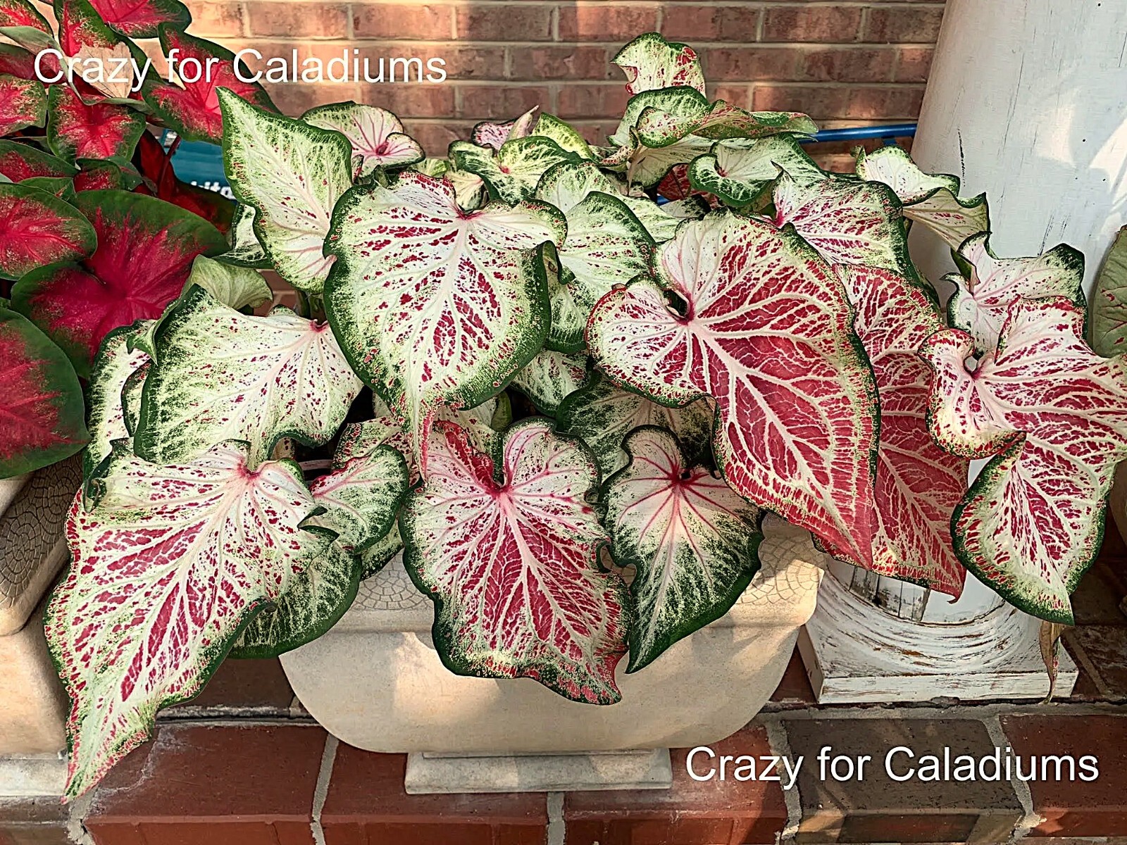 Caladium ‘Peppermint’ Size #2 (2 Bulbs)
