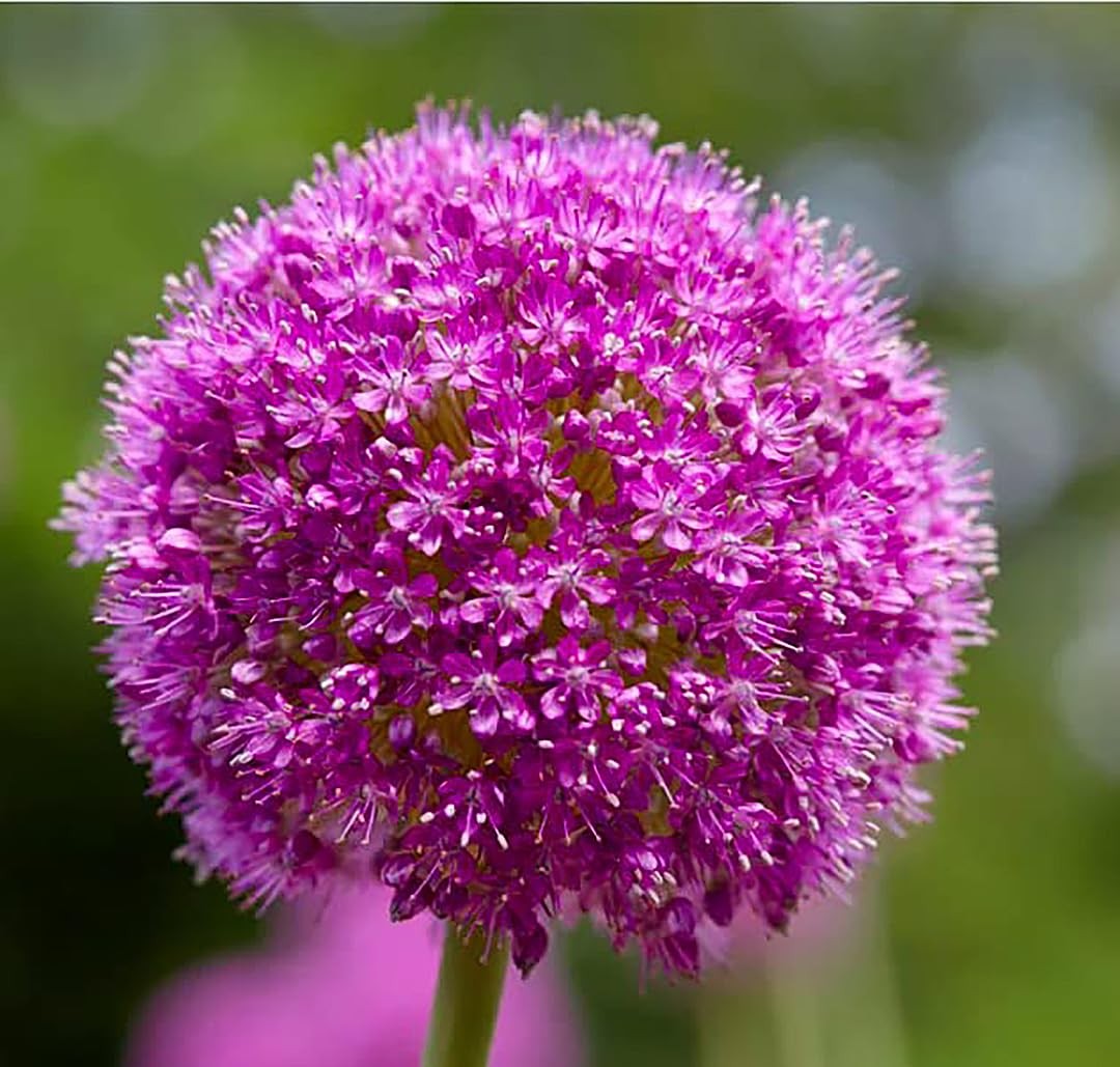 Allium Bulbs for Planting – 5 Large Bulbs – Purple Sensation Plant 30″- Alliu…