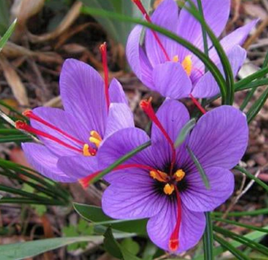 Saffron Crocus 10 Bulbs – Crocus Sativus – Easy Grow Flower Bulbs Kit