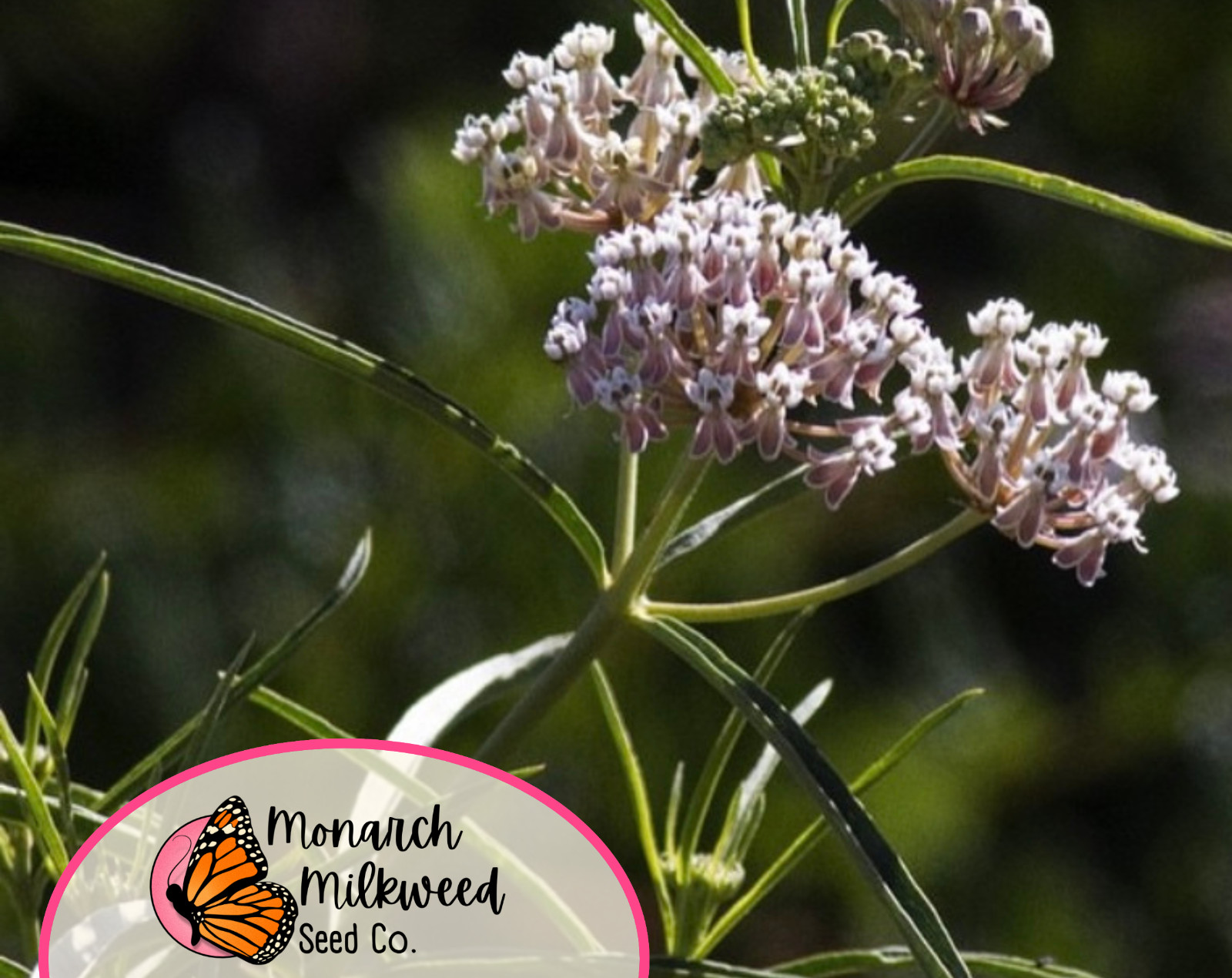 55+ Narrowleaf Milkweed Seeds | Native Perennial Wildflower, Monarch Butterfly