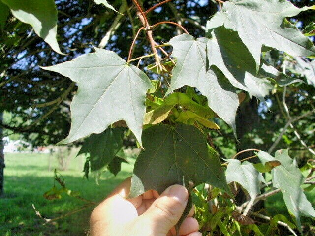 15 SCHWEDLERS NORWAY MAPLE SEEDS – Acer platanoides ‘Schwedleri’ ‘