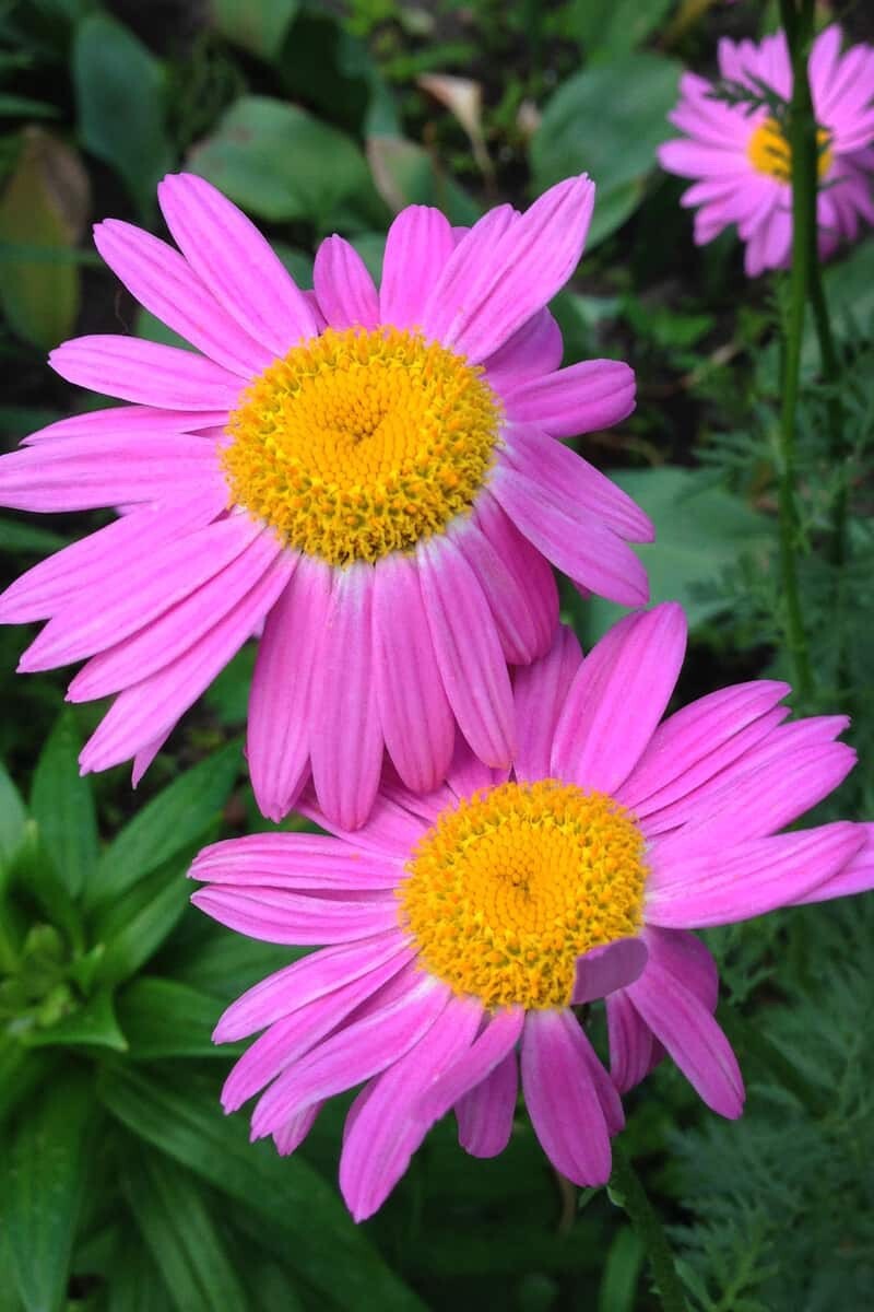 50 + Painted Daisy Robinson Giant Mix Seeds/ Perennial/ Non-GMO / Free Shipping