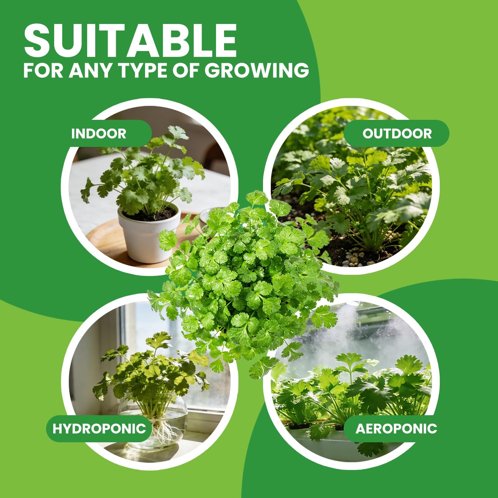 1200+ Cilantro Seeds for Planting Indoor Outdoor – Heirloom Coriander Herbs S…