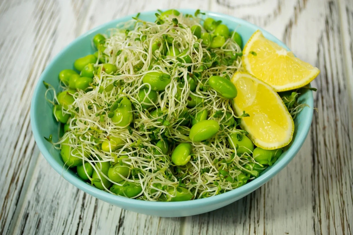 True Alfalfa Sprout Seeds | Microgreens Salad Green Lettuce Leaf Crop Seed 2024