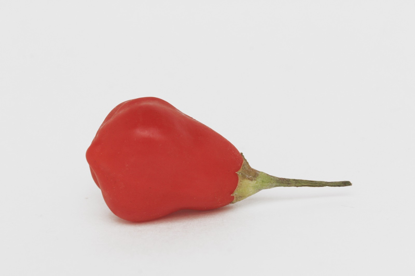 🌱NEW! Aji Rainforest Hot Chili Pepper 25+ Seeds