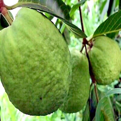 20 Lemon Apple Guava Tree Fruit Seeds ‘Ruby Supreme’ Plant (Psidium guajava)