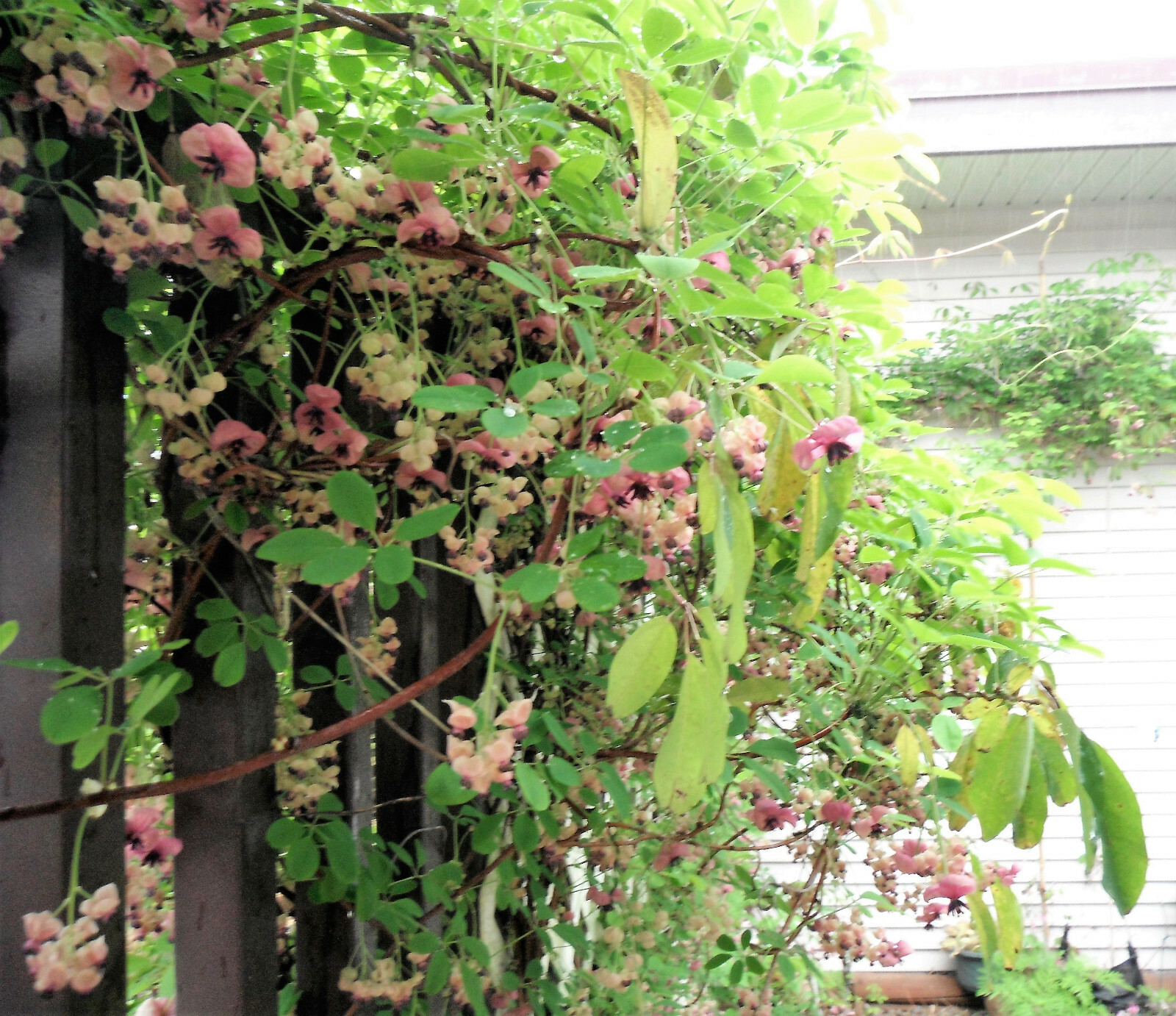 100 – 1000 Bulk CHOCOLATE VINE Edible Fruit Akebia Quinata Fragrant Flower Seeds