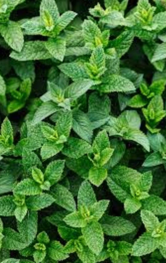 Peppermint 10 Seeds Organic Non GMO