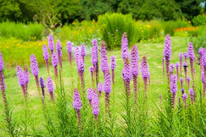 GAYFEATHER (Marsh Blazingstar) CutFlowers Perennial Honeybees Non-GMO 300 Seeds