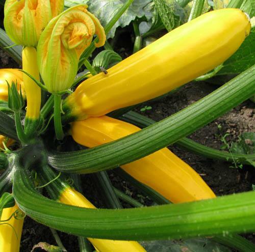 #10 Heirloom Vegetable Seeds 6 Variety Garden Set Emergency Survival NON-GMO
