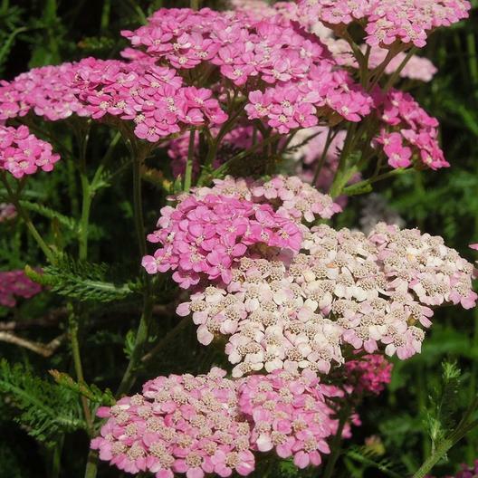 Yarrow Seeds CERISE QUEEN Perennial 36″ CutFlowers Pollinators Non-GMO 500 Seeds