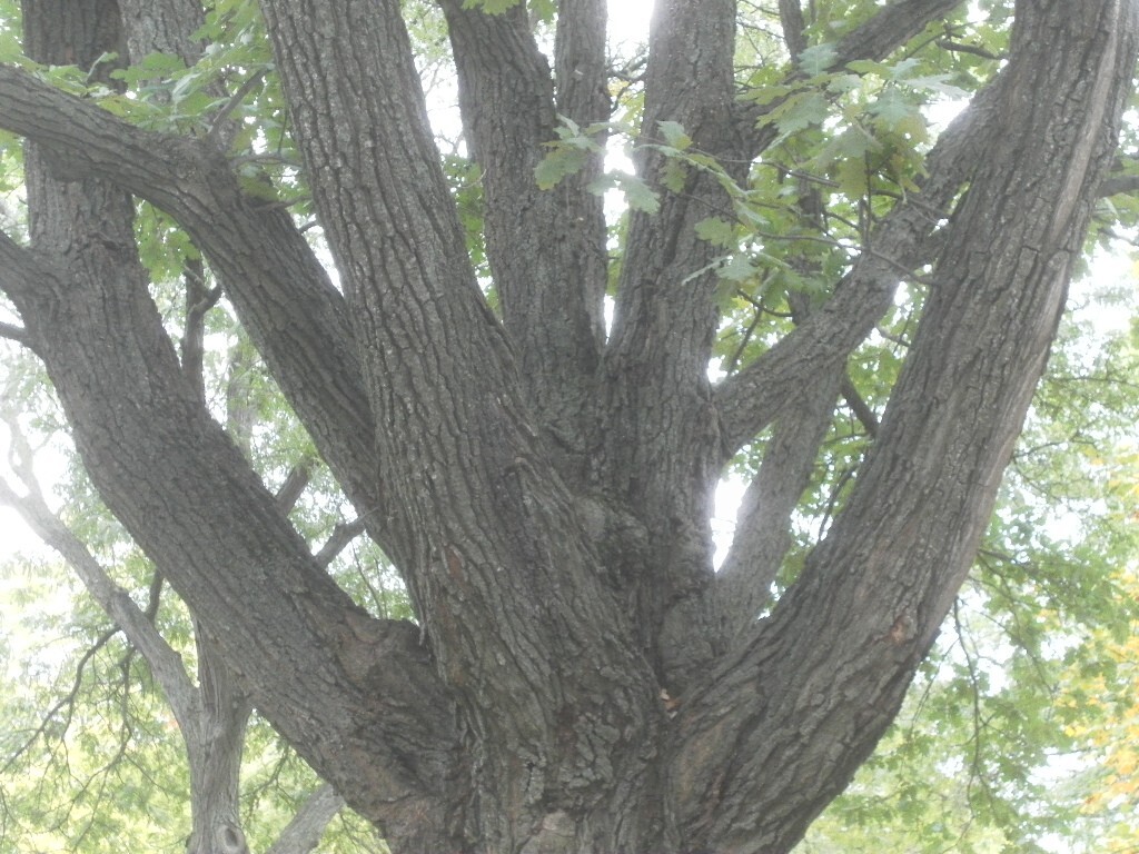 ACORNS fresh, White (English) OAK TREE 2023. 30 count- no caps SOLD OUT