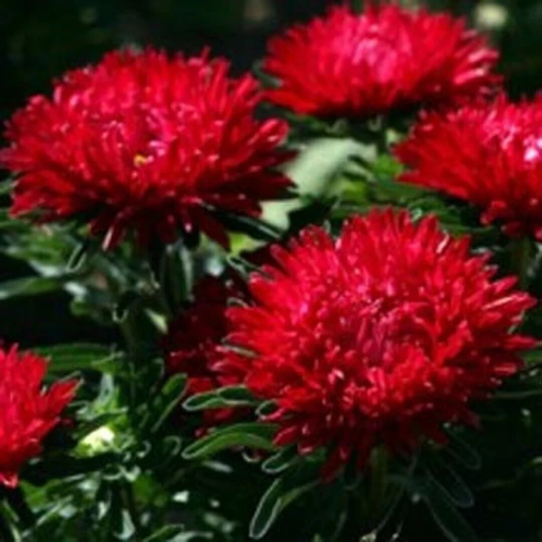 50 Seeds ASTER GREMLIN DOUBLE RED Callistephus Chinensis