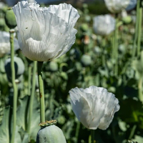 2,500 – 10,000 Premium Organic Peshawar White Somniferum Poppy Seeds For Plantin