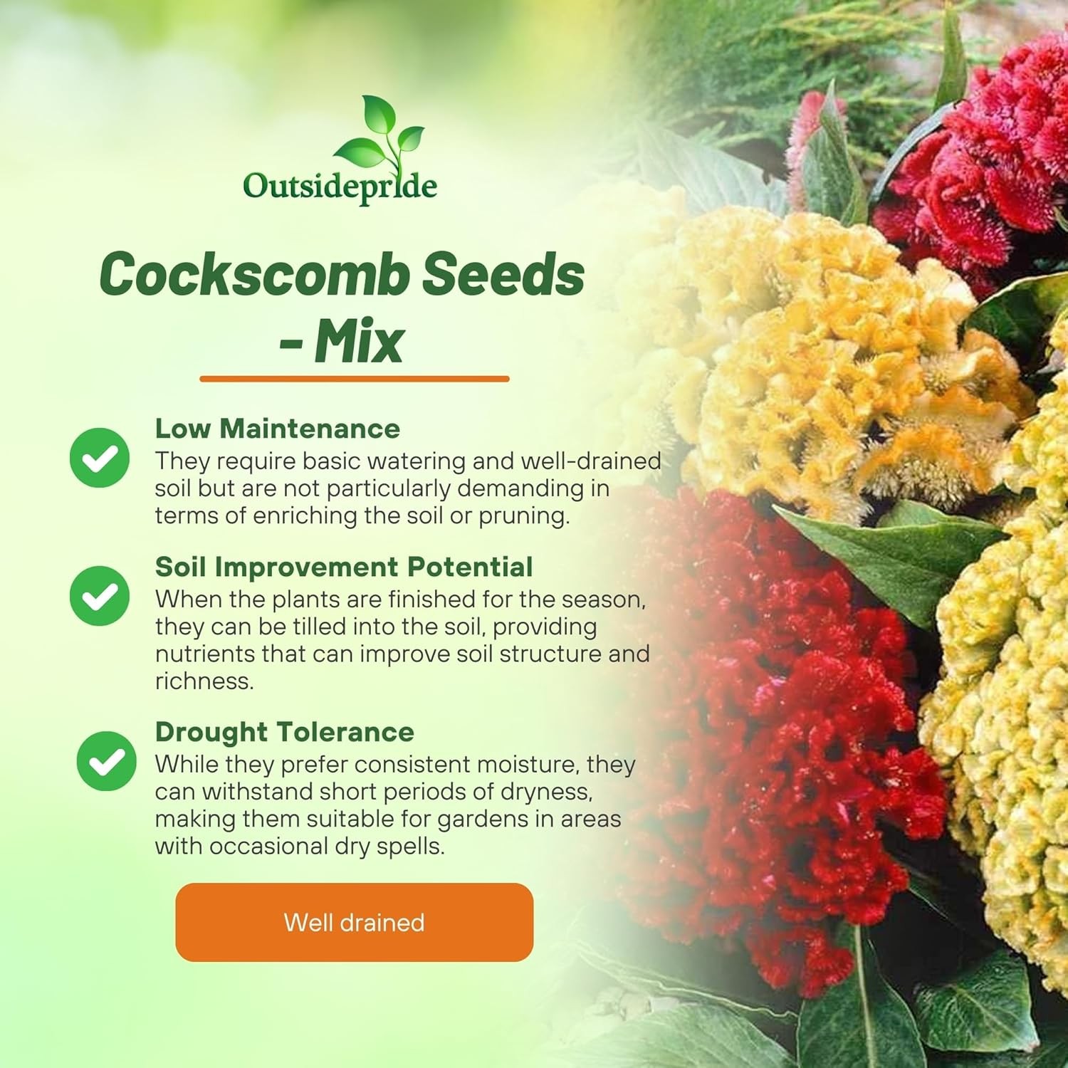500 Seeds Cockscomb Seeds – Celosia Cristata Flower Seed Mix