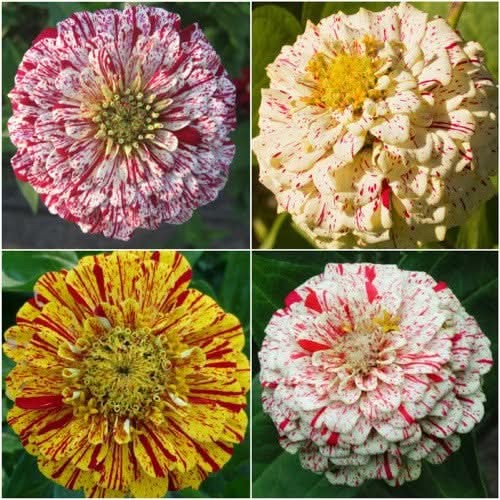 Peppermint Stick Zinnia Mixture (Zinnia elegans)