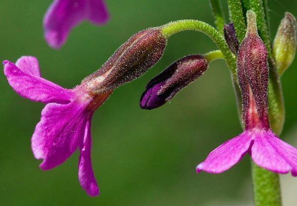 Primula parryi | Parry’s Primrose | 20 Seeds