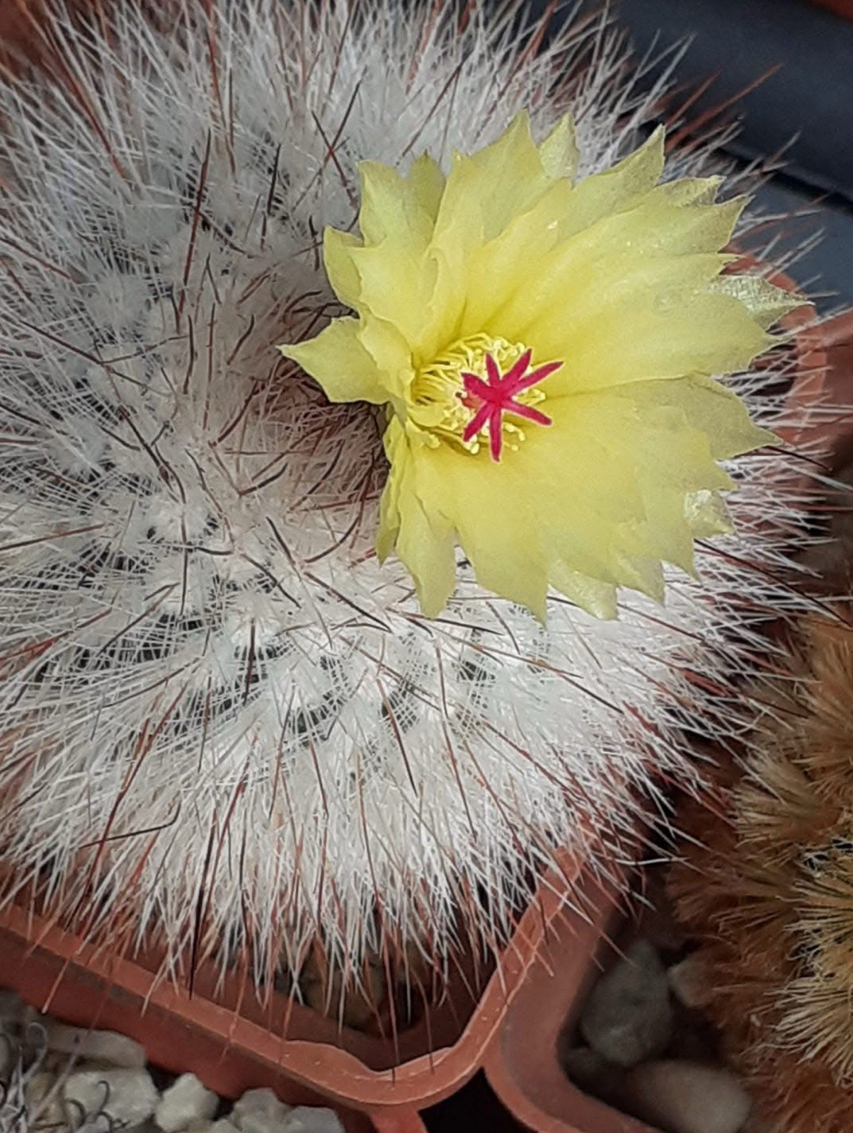 30 Seeds Notocactus Scopa Cactus Seeds 2025