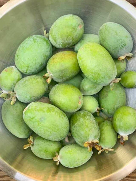 Set 2 Pineapple Guava Live Plant – 4-6″Tall – Edible Tropical Fruit & Ornamental