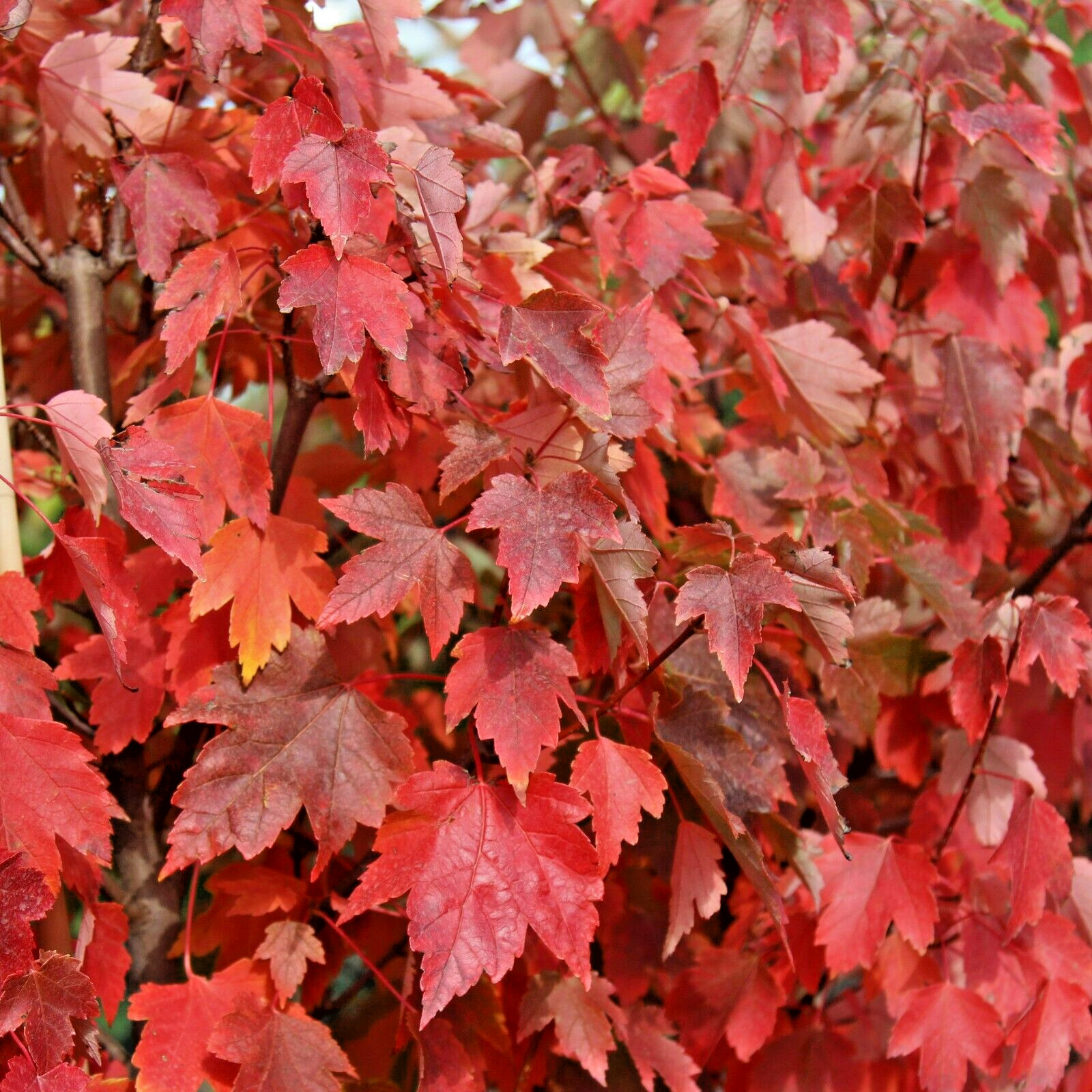 20 RED MAPLE SEEDS – Acer rubrum