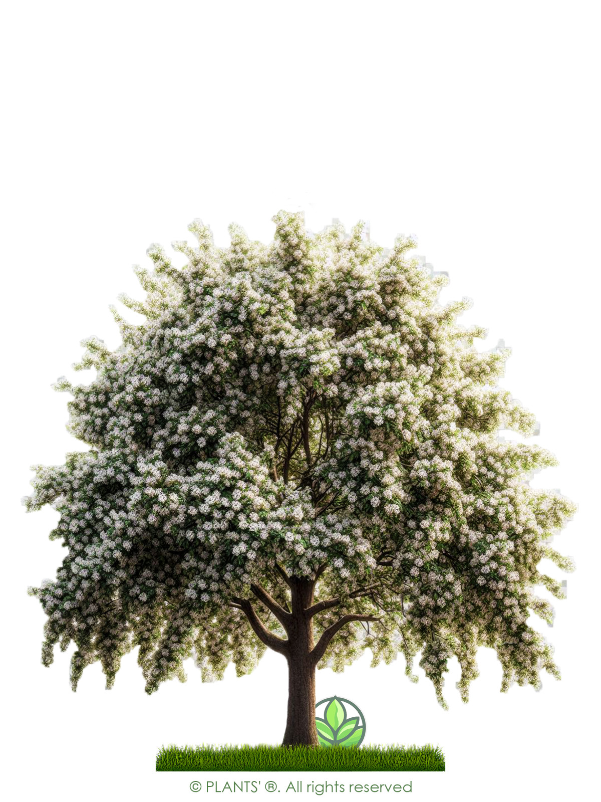Siberian Crab Apple Tree | Premium Seeds | Malus baccata ‘Spring’ | Plants’®