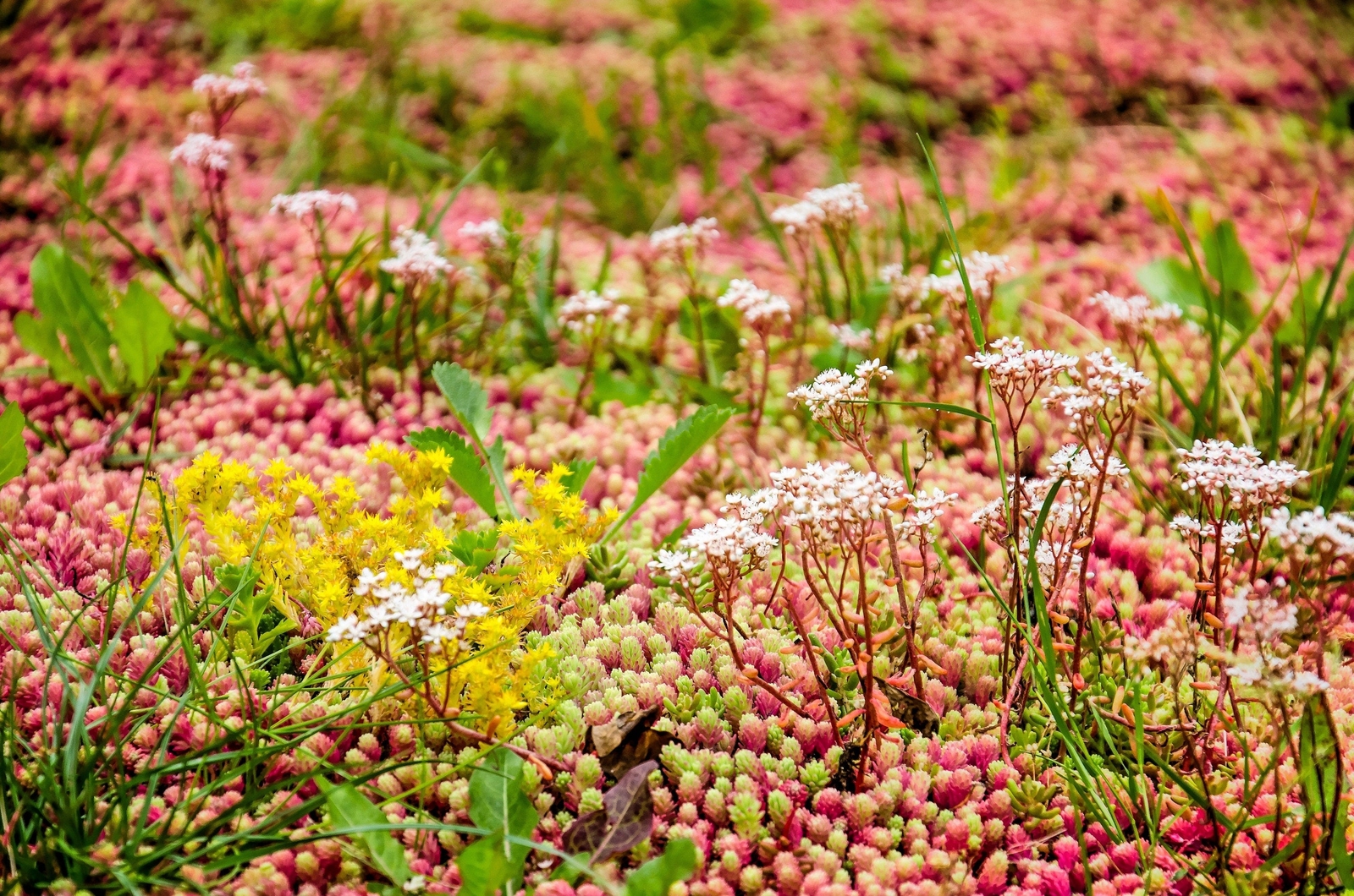 150 MIXED SEDUM Stonecrop Succulent Groundcover Red Pink Purple + Flower Seeds
